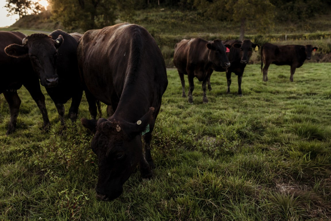 Cows grazing in a grassy field with a sunset in the background