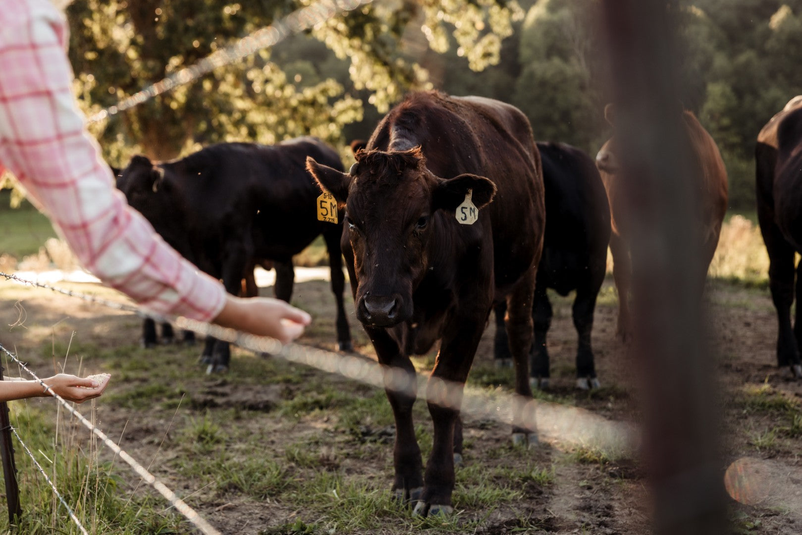Cows in a field with a person partially visible on the left